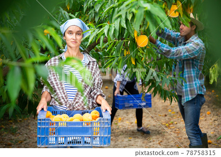 Farmer woman carrying fresh harvest of peaches in crate in fruit garden on day 78758315