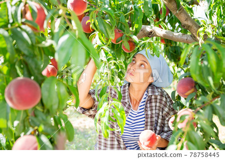 Positive woman harvesting ripe peaches in his orchard on day Positive woman harvesting ripe peaches in his orchard on day 78758445
