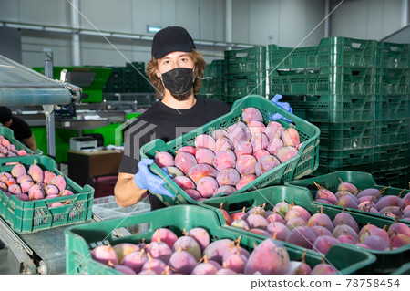 Man in mask working at fruit warehouse 78758454