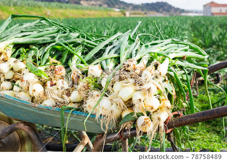 Wheelbarrow with freshly harvested spring onions on farm plantation 78758489