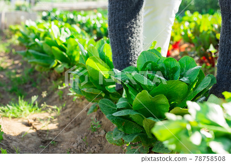 Growing bushes of spinach in the kitchen garden Growing bushes of spinach in the kitchen garden 78758508