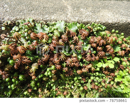 Liverwort (a state in which a gynoecium called an umbrella comes out from a female strain) 78758661