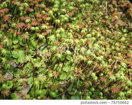 Liverwort (a state in which a gynoecium called an umbrella comes out from a female strain) 78758662