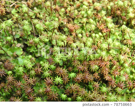 Liverwort(一種稱為傘的雌蕊從雌株中長出來的狀態) Liverwort(一種稱為傘的雌蕊從雌株中長出來的狀態) 78758663