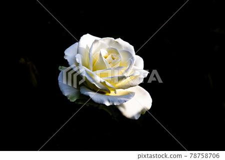 I express my heart with a single rose. I express my heart with a single rose. 78758706