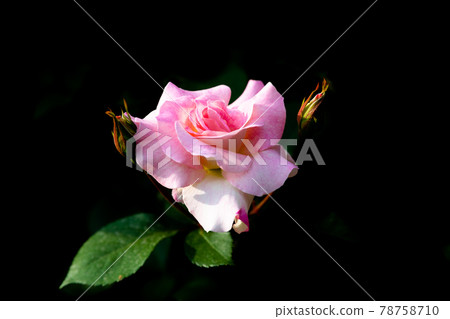 I express my heart with a single rose. I express my heart with a single rose. 78758710