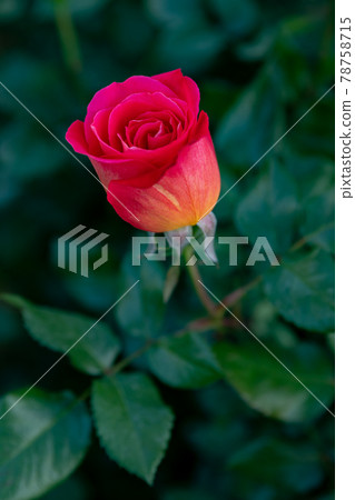 I express my heart with a single rose. I express my heart with a single rose. 78758715