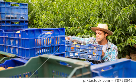 Young man carries boxes of peaches on platform 78758845