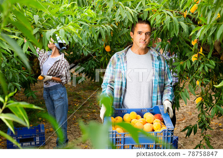 Portrait of man carrying plastic box of harvested ripe peaches in garden Portrait of man carrying plastic box of harvested ripe peaches in garden 78758847
