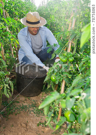 Farmer harvesting crop of underripe tomatoes in garden 78758863