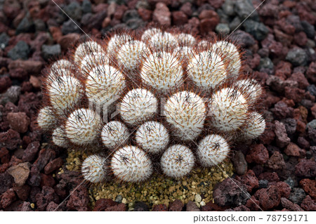仙人掌Mammillaria perezdelarosae 78759171