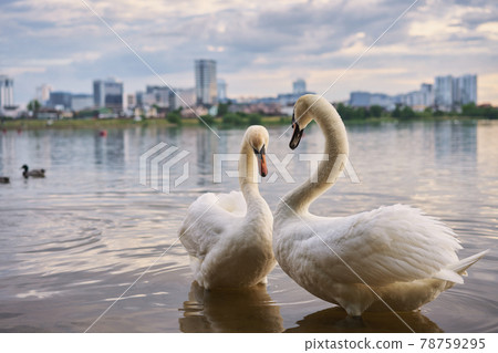 Swans at the city pond 78759295