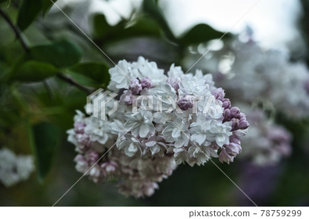 Different types of lilacs and a glass of wine Different types of lilacs and a glass of wine 78759299