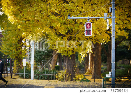 Red light seen from the pedestrian crossing in front of the autumn leaves 78759484