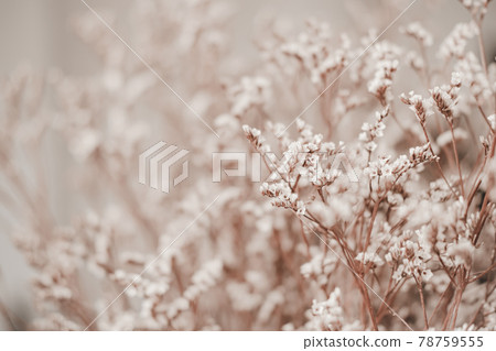 Close-up of Limonium dry flower. Nature background. 78759555