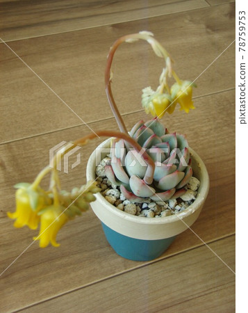 Succulent plant Flower Urara Succulent plant Flower Urara 78759753