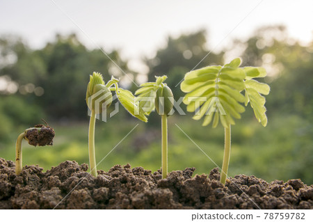 spring seed to tree, agriculture plant seeding growing step concept in garden and sunlight spring seed to tree, agriculture plant seeding growing step concept in garden and sunlight 78759782