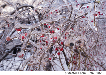 Bushes with berries in the ice. 78759823