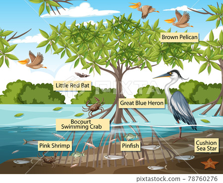 Wild animals with label name in the mangrove forest scene 78760276