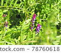 Pretty flower of hairy vetch Green manure 78760618