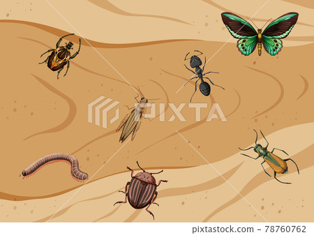 Top view of different types of insect 78760762