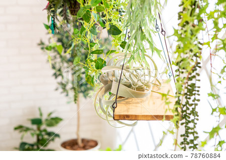 Background material for a fashionable interior image decorated with foliage plants Background material for a fashionable interior image decorated with foliage plants 78760884