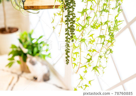Background material for a fashionable interior image decorated with foliage plants Background material for a fashionable interior image decorated with foliage plants 78760885