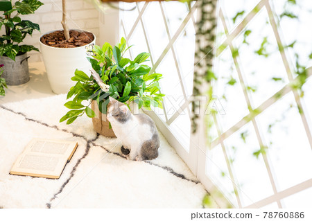 Background material for a fashionable interior image decorated with foliage plants Background material for a fashionable interior image decorated with foliage plants 78760886