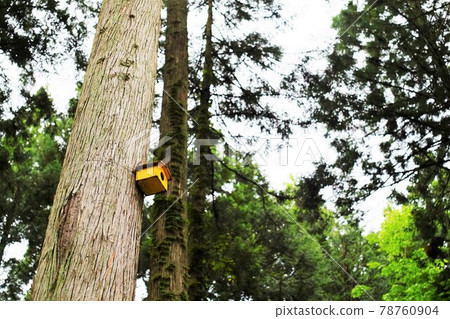 Forest with birdhouse Forest with birdhouse 78760904