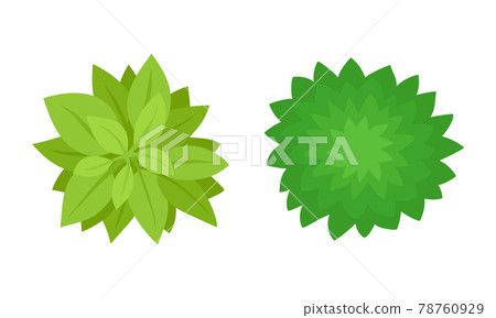 Bush Growth as Landscape Elements Above View Vector Set 78760929