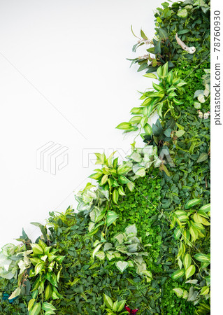 背景材料與白牆上的觀葉植物的時尚形象 78760930