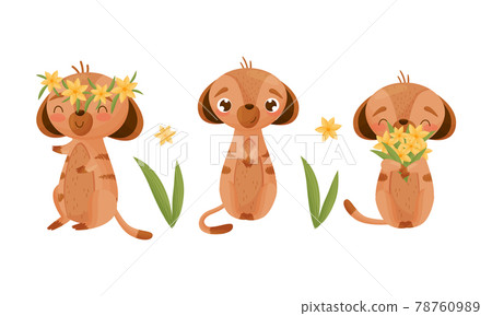 Cute Meerkat or Suricate with Brindled Coat Holding Bunch of Flowers and Wearing Floral Wreath Vector Set Cute Meerkat or Suricate with Brindled Coat Holding Bunch of Flowers and Wearing Floral Wreath Vector Set 78760989