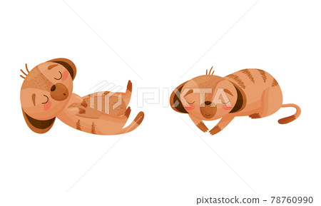 Cute Meerkat or Suricate with Brindled Coat Lying and Sleeping Vector Set Cute Meerkat or Suricate with Brindled Coat Lying and Sleeping Vector Set 78760990