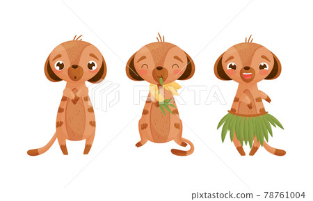 Cute Meerkat or Suricate with Brindled Coat Standing and Chewing Grass Vector Set Cute Meerkat or Suricate with Brindled Coat Standing and Chewing Grass Vector Set 78761004