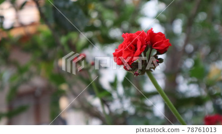 Colorful bougainvillea flower isolated on natural green background Colorful bougainvillea flower isolated on natural green background 78761013