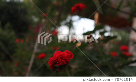Colorful bougainvillea flower isolated on natural green background Colorful bougainvillea flower isolated on natural green background 78761014