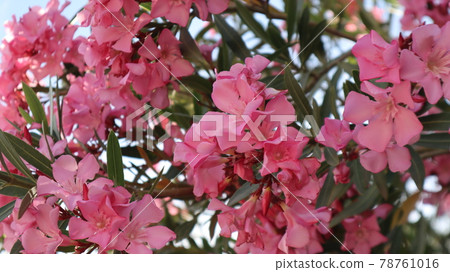 Colorful bougainvillea flower isolated on natural green background 78761016