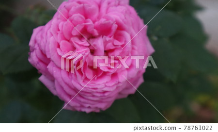 Colorful bougainvillea flower isolated on natural green background 78761022