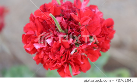 Colorful bougainvillea flower isolated on natural green background Colorful bougainvillea flower isolated on natural green background 78761043