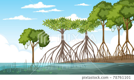 Mangrove forest landscape scene at daytime Mangrove forest landscape scene at daytime 78761101
