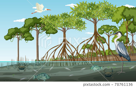 Mangrove forest landscape scene at daytime with many different animals 78761136