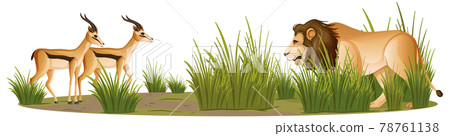 A Lion and Gazelles isolated on white background A Lion and Gazelles isolated on white background 78761138