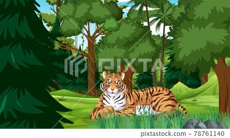 A tiger in forest or rainforest scene with many trees A tiger in forest or rainforest scene with many trees 78761140