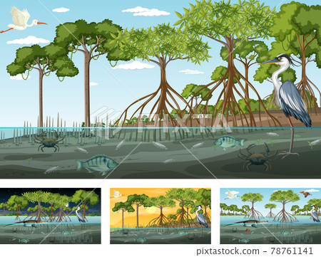 Different mangrove forest landscape scenes with animals and plants Different mangrove forest landscape scenes with animals and plants 78761141