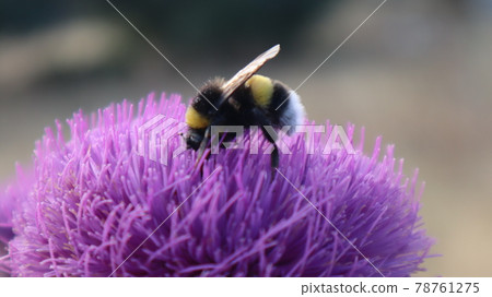 Purple Milk Thistle Flower and Bumble Bee close-up. Single Bee collecting pollen outside of the milk thistle flower at the botanical garden. 78761275