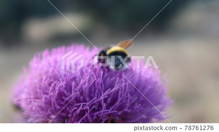 Purple Milk Thistle Flower and Bumble Bee close-up. Single Bee collecting pollen outside of the milk thistle flower at the botanical garden. 78761276