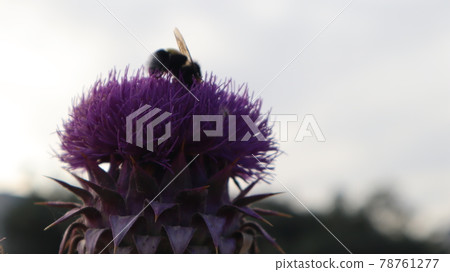 Purple Milk Thistle Flower and Bumble Bee close-up. Single Bee collecting pollen outside of the milk thistle flower at the botanical garden. 78761277