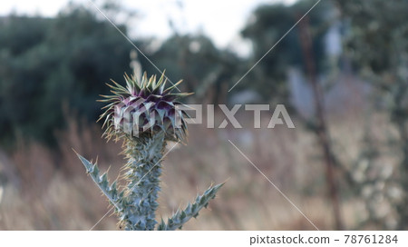 Purple Milk Thistle Flower and Bumble Bee close-up. Single Bee collecting pollen outside of the milk thistle flower at the botanical garden. 78761284