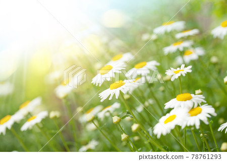 Spring chamomile flowers field. Sunny summer field Spring chamomile flowers field. Sunny summer field 78761293