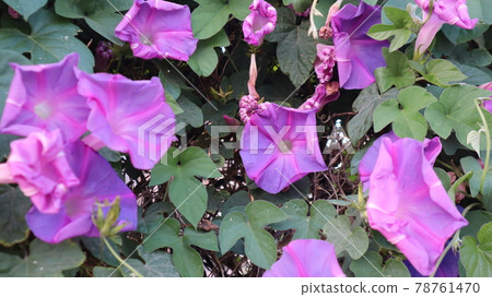 Beach moonflower with a natural background. Close-up of Purple Beach Moonflowers (Ipomoea violacea) at the green nature 78761470